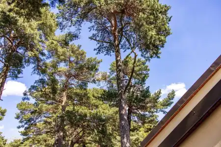 Palanga Park - 105
