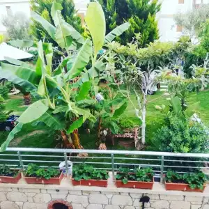 Lupa Alacati - 57