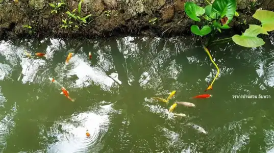 Warakorn Baansuan - Amphawa - 33