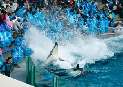 Kamogawa Sea World - 27