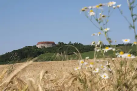 Schwarzer Adler Weingut - 11