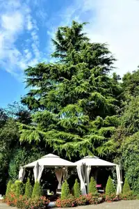 Ascot - 16