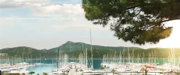 Martı Hemithea - 18