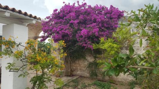 Masseria Palombara Grande - 56