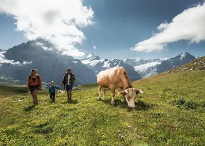 Alpenrose Wengen - 18