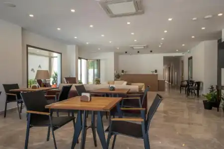 Olive Tree - 10