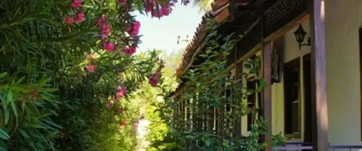 Dalyan Yunus - 0