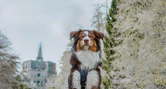 Best Western Ambassador - 23