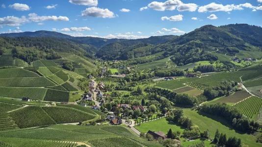 Rebstock Durbach - 108