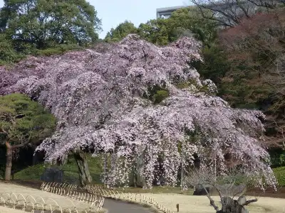 Koraku Garden - 21
