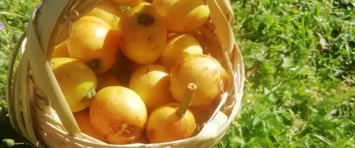 Bahar Bahce Datca - 8