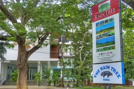 The Rain Tree - 0