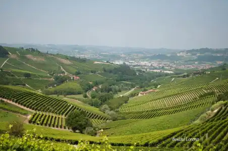 Villa Bellavista Alba - 77