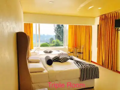 Single Tree - 20