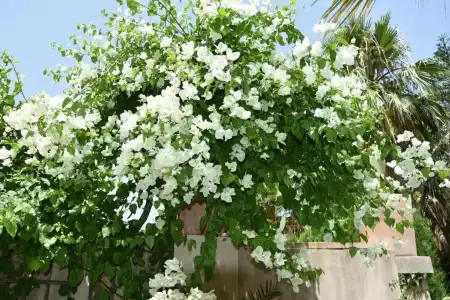 Can Roses - 31