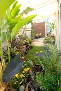 Bees Smile - 12