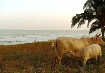 Sunrise Resort - 5