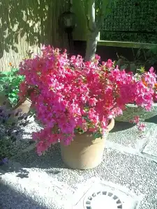 Villa Tiziana - 45