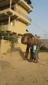 Sauraha Resort - 6