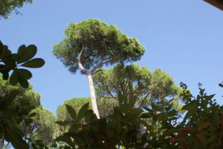 Les Jardins De Sainte Maxime - 53