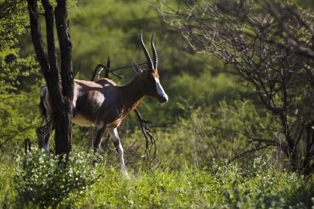 Windhoek Game Camp - 7