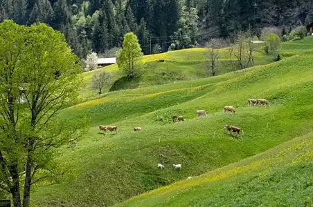Aspen alpin lifestyle Grindelwald - 40