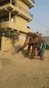 Sauraha Resort - 7