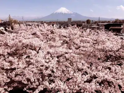 Fuji Park - 7