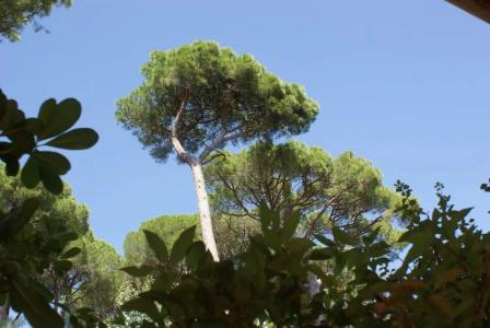 Les Jardins De Sainte Maxime - 106