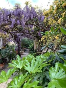 Albergo Fiorenza & Banksia - 13
