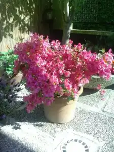 Villa Tiziana - 39