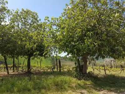 Agriturismo Il Giogo - 27
