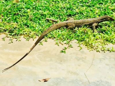 Saman Resort - 38