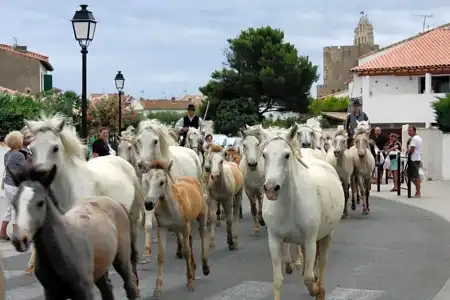 Hôtel Le Neptune en Camargue - 34