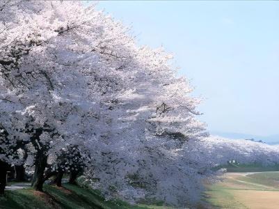 Fukui Palace - 26