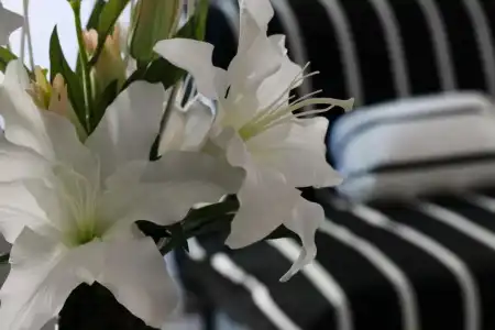 Merulana Star - 26