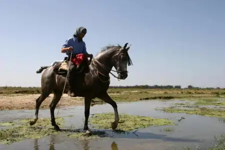 Doñana Blues - 3