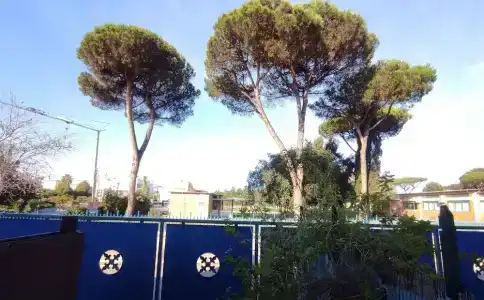 Coccinella - 98