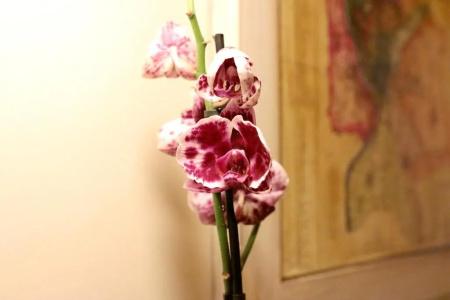 Trastevere Sweet Dream - 76
