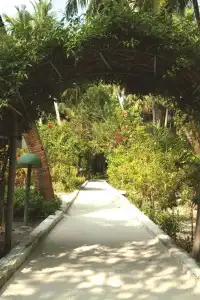 Biyadhoo Island Resort - 17