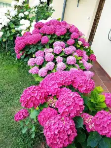 Villa Bellavista Alba - 51