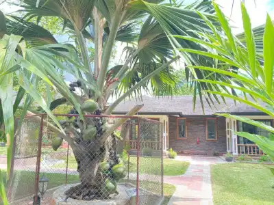 Calou Guest House - 16