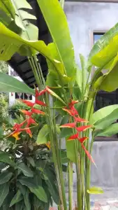 Maehaad Garden Inn - 34