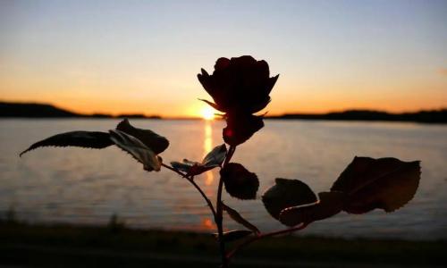 Seerose Bad - 20