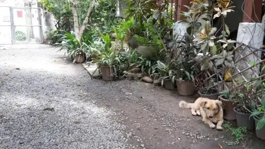 Baan Songjum Homestay - 18
