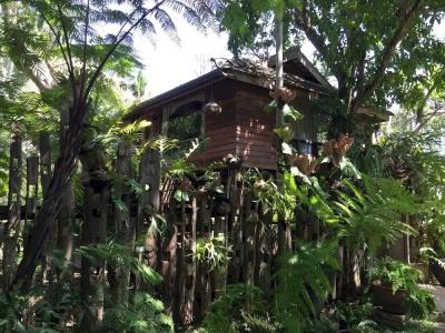 Fern Paradise - 11