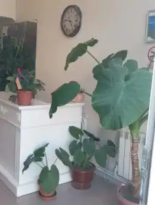 International Guest House - 8