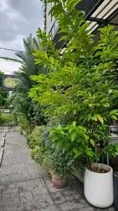 Sachas Uno Asoke Sukhumvit Bangkok - 34