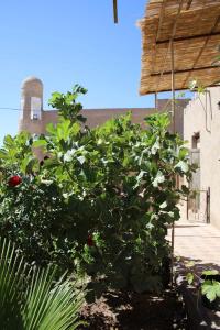 Khiva Boydzhan Ota Guest House - 6