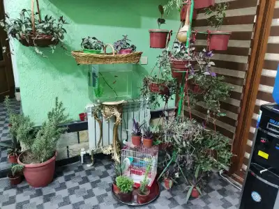 Green House - 7